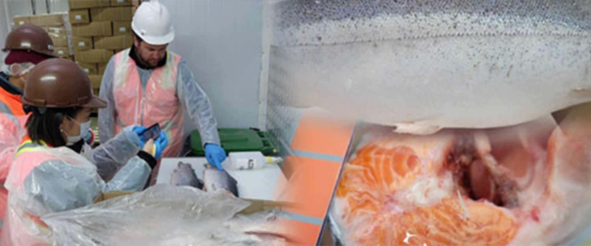 サーモン検品の様子
